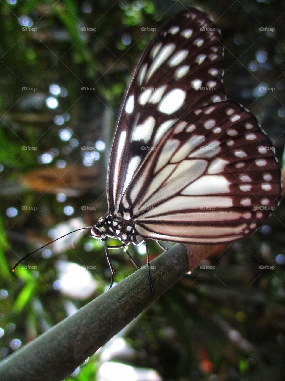 Beautiful butterfly in the morning sun