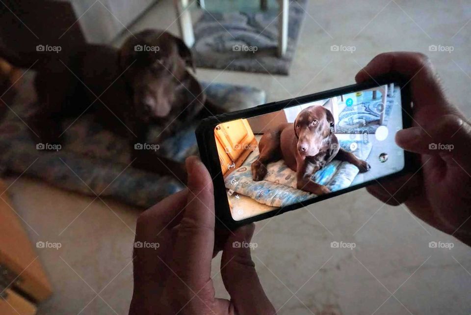 Cell-phone#dog#hands