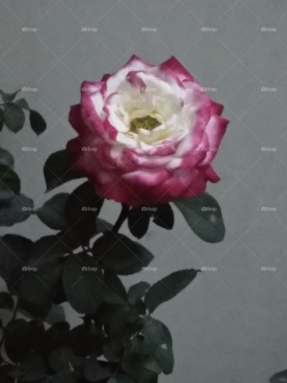 rose
