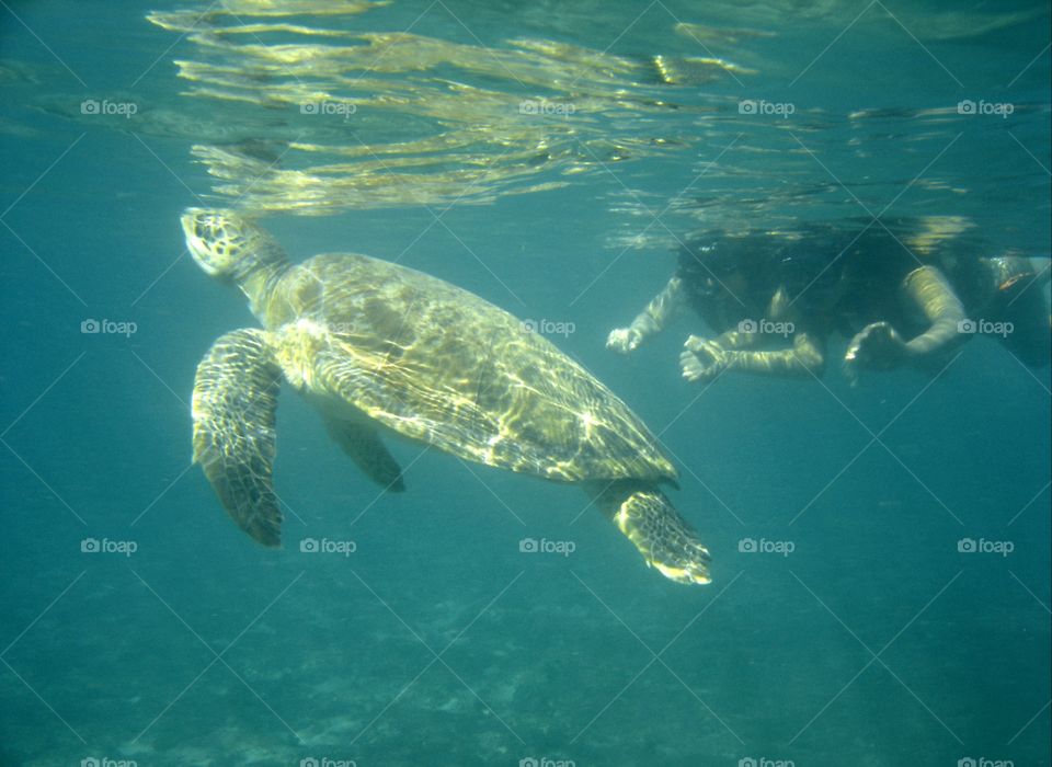 Turtle and Me - Ocean on Fernando de Noronha - Brazil