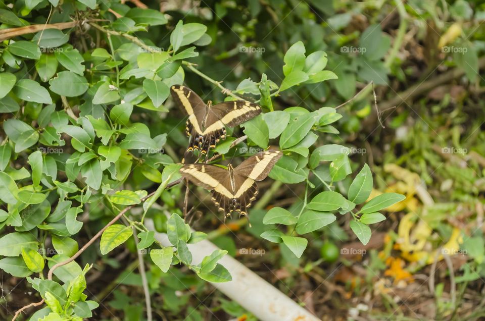 Butterflies In Lime Tree