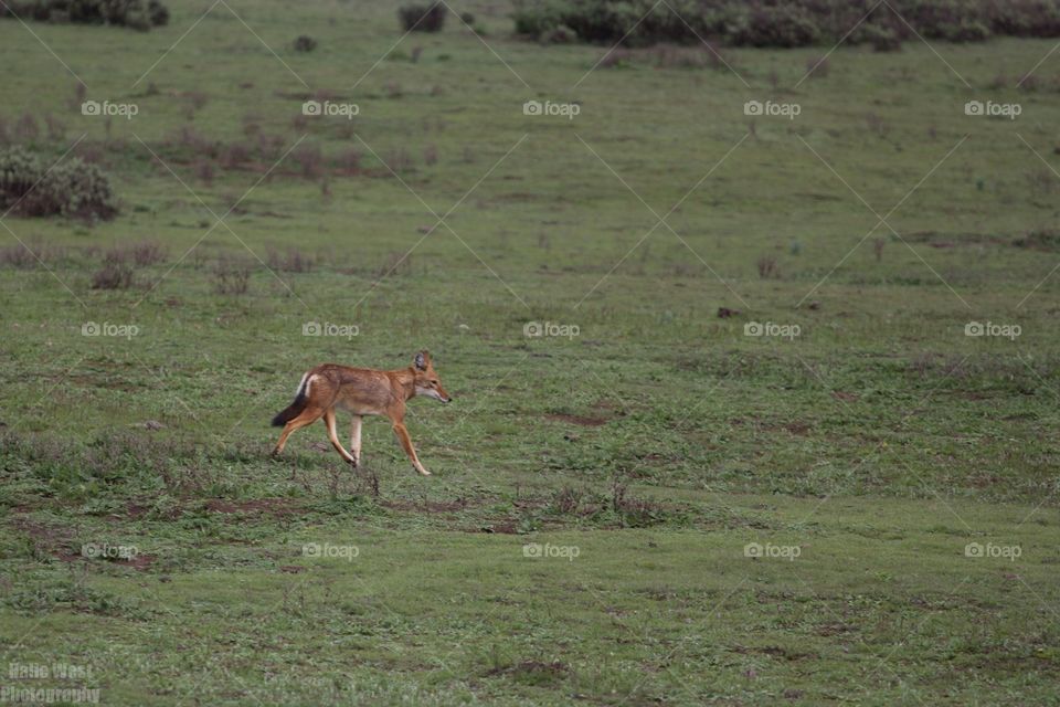 Ethiopian wolf 41