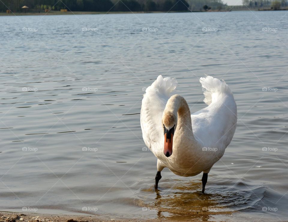 white swan 🦢 on a lake beautiful portrait