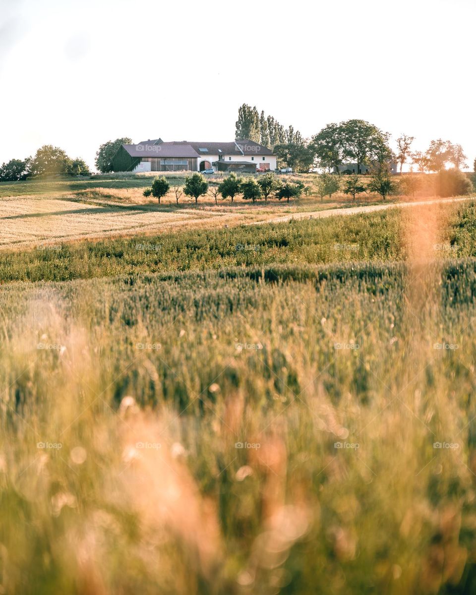 Farmhouse in the distance 