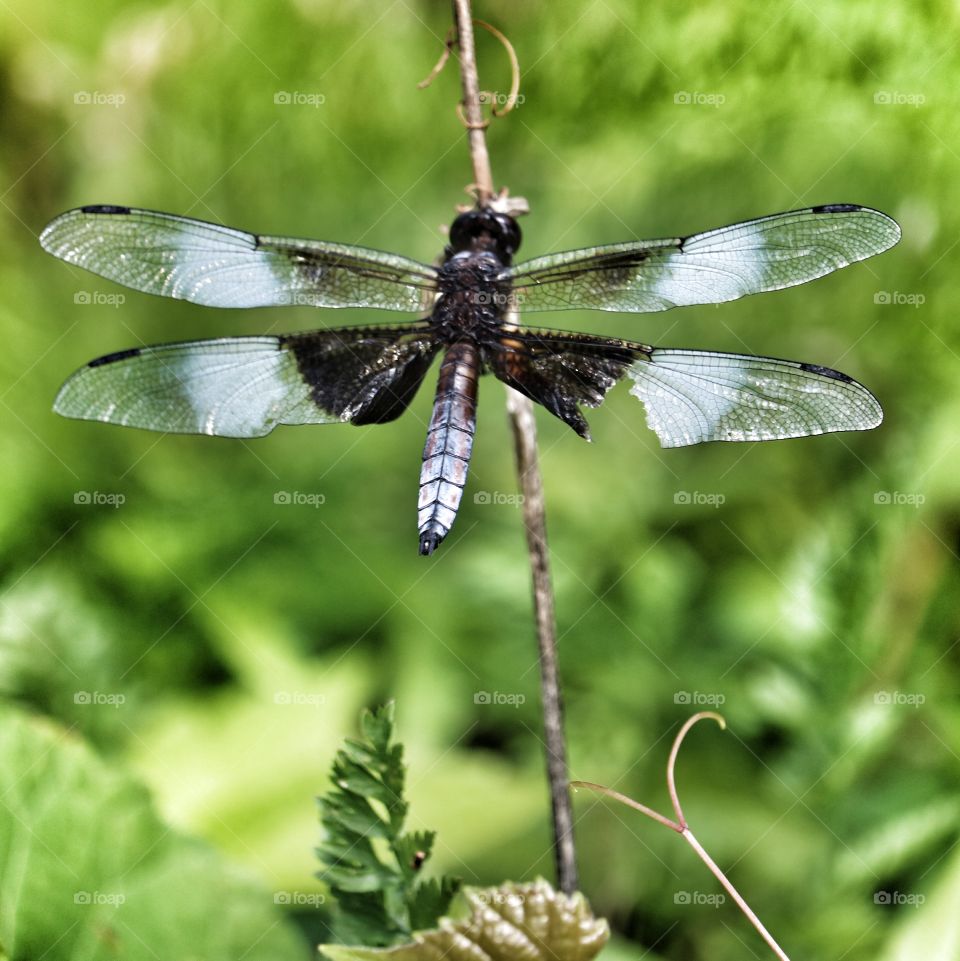 dragonfly with injured wing