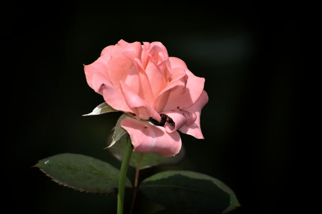 the real beauty