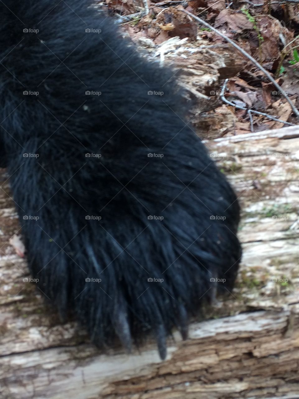 Black bear paw
