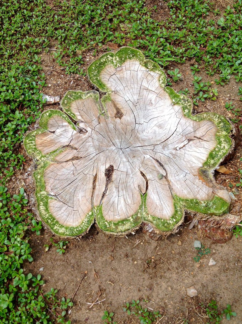 Cypress tree trunk after being cut down. Shape looks like a Shamrock 💚 Tree base outlined in green moss.