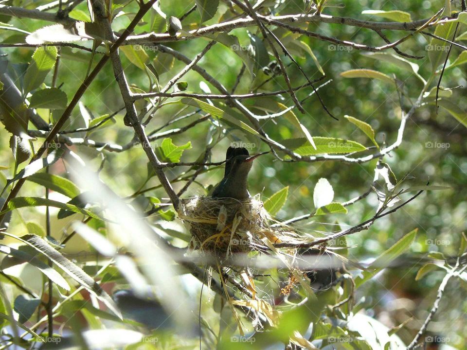 hummingbird