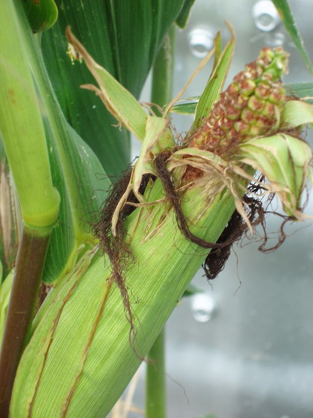 Corn