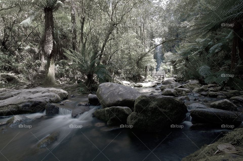 Gentle flowing forest stream 