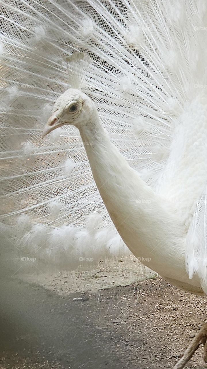white peacock