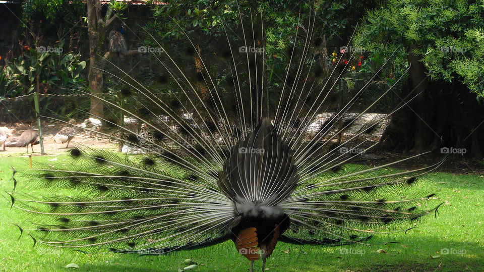 Rear view of Peacock with fanned out