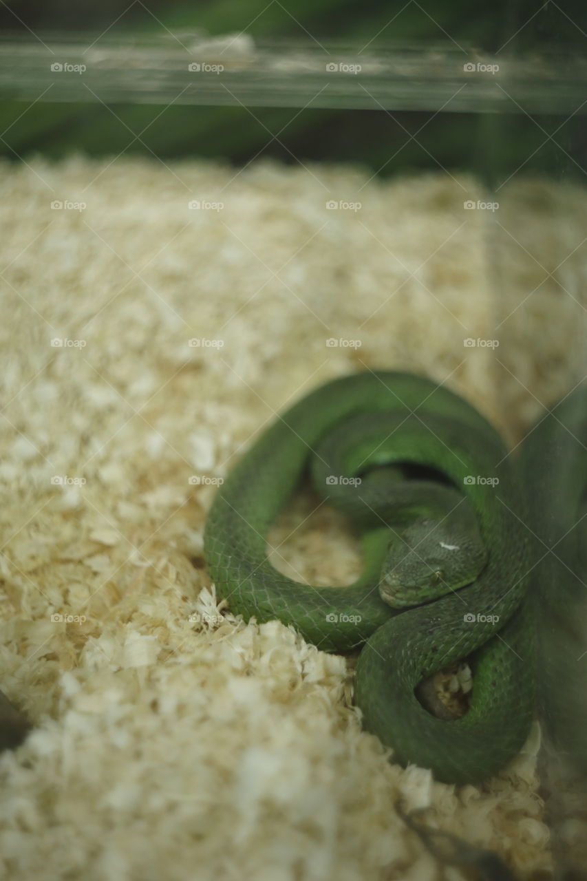 green snake in a tank