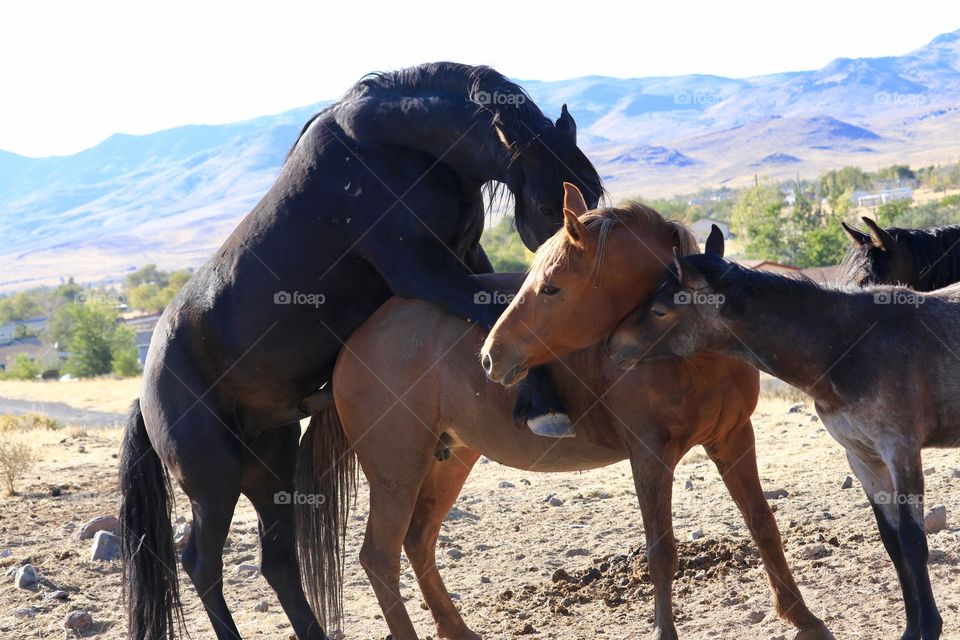 Wild black stallion mustang horse mating with mounting wild mare with colt yearling looking on in the high Sierra Nevada mountains area