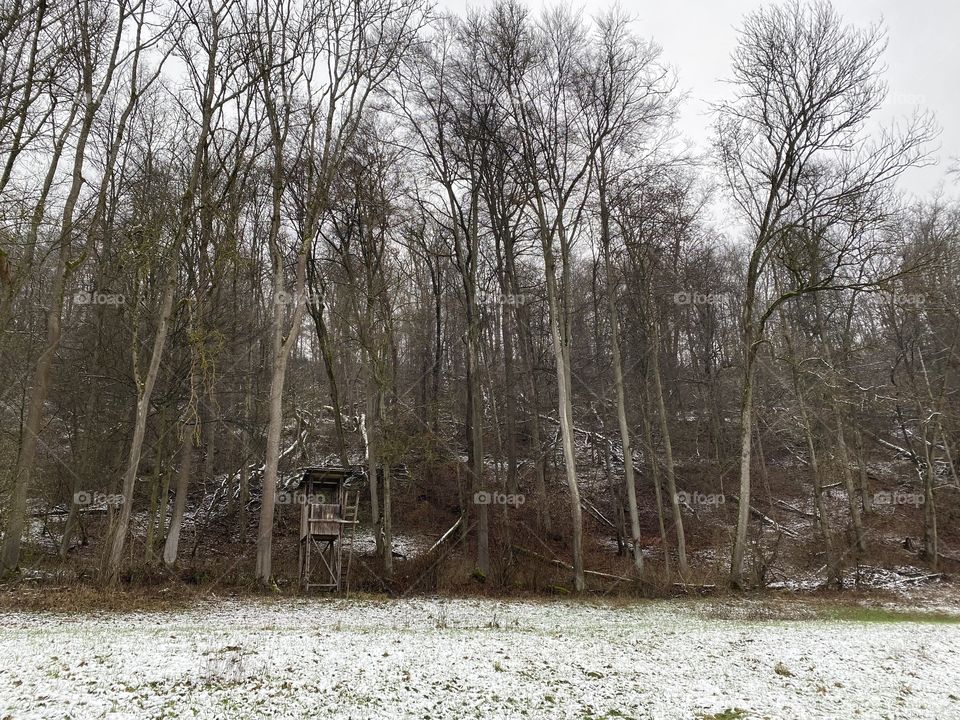 Field beside the woods in winter 