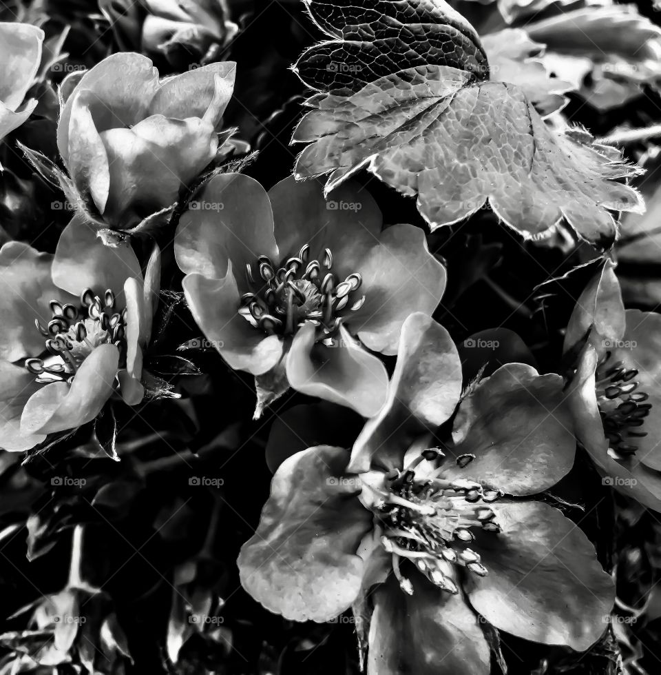 Strawberry Blossoms in Silence 