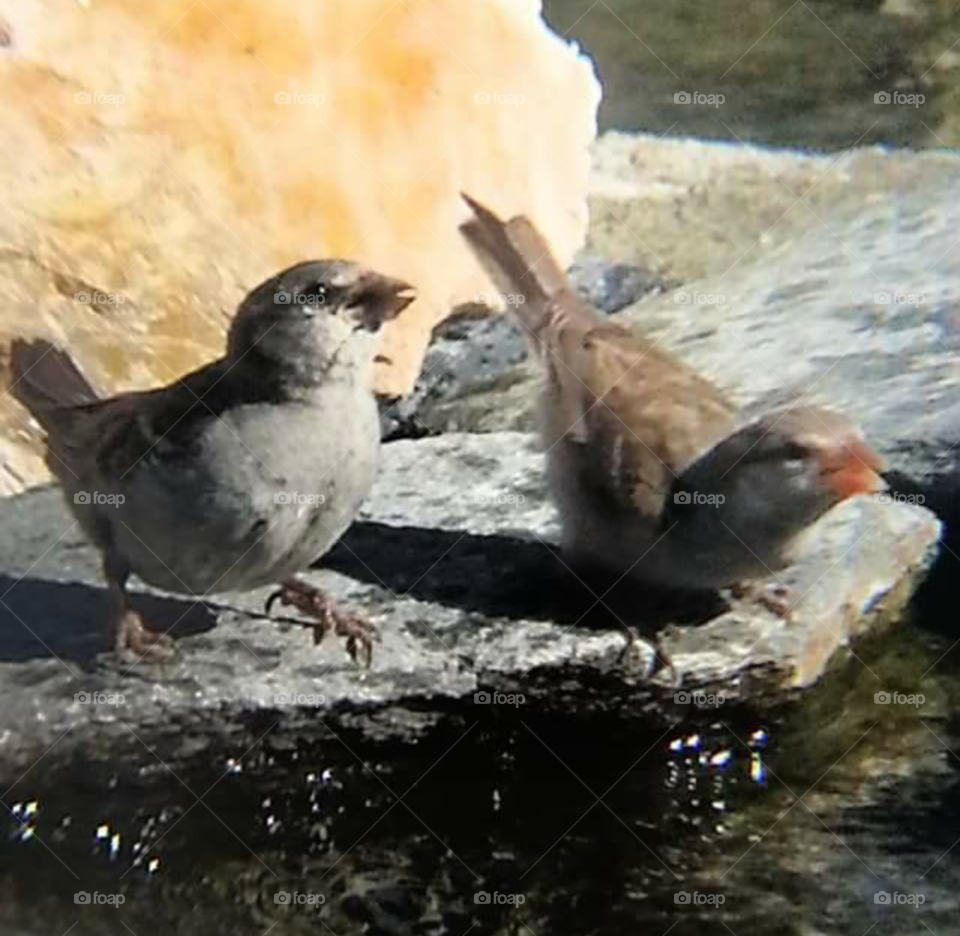 bird bath