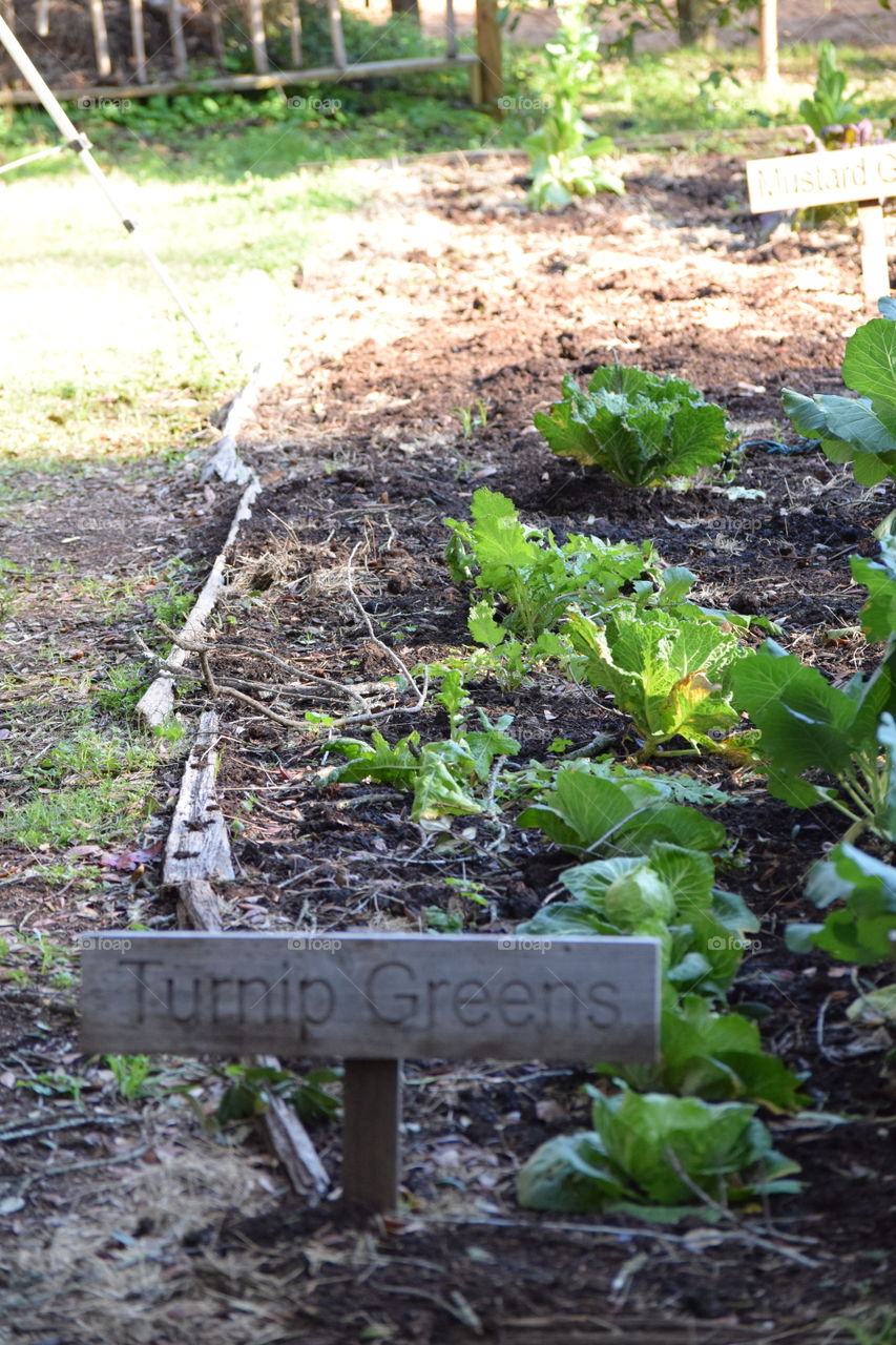 Turnip Greens Goodness