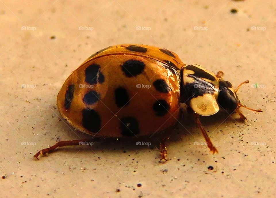 Ladybird