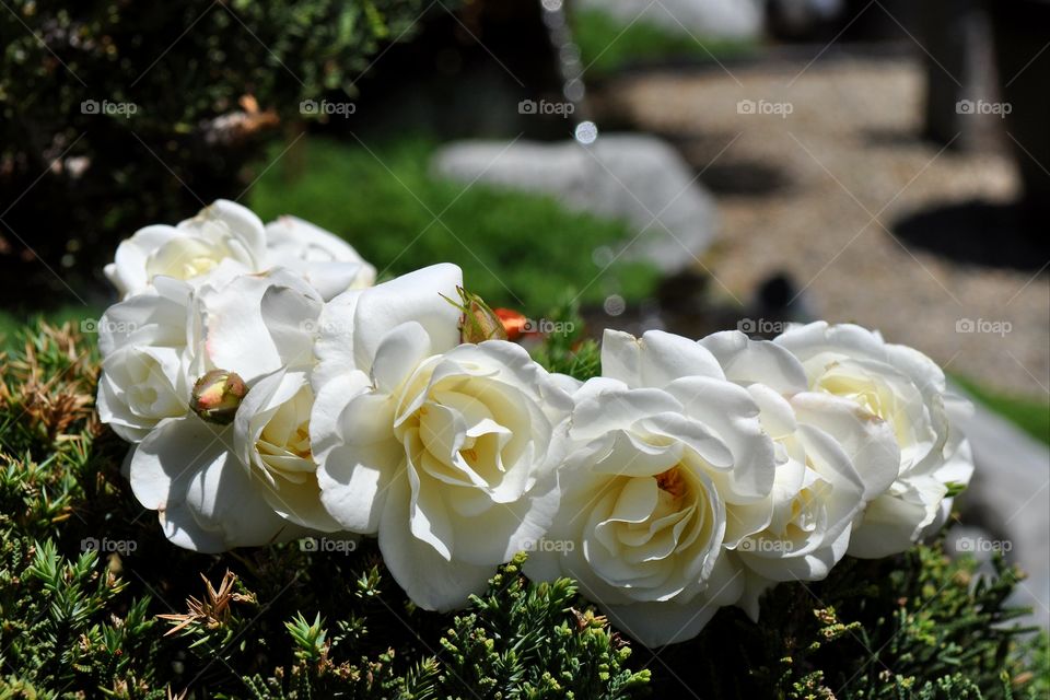 Beautiful white roses crown