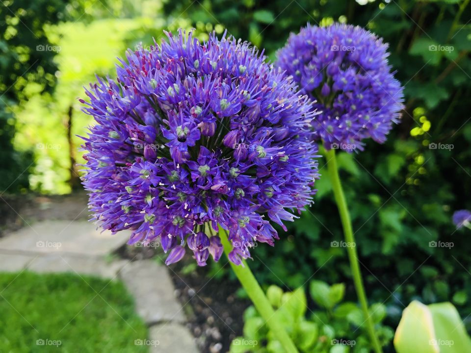 Flower Love violett Home Garden 