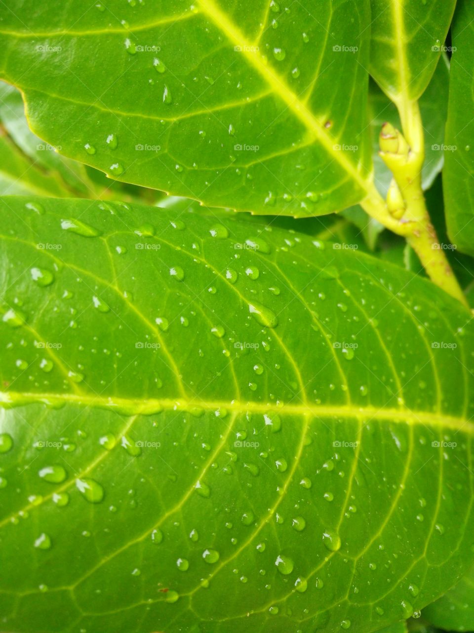leaf close up