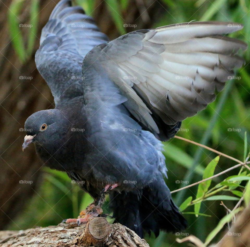 Pigeon on a Tree Branch