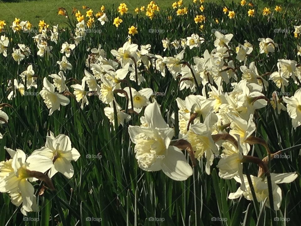 Yellow daffodils many bulb flowers field park