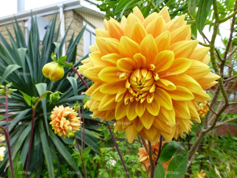 Australia Flower