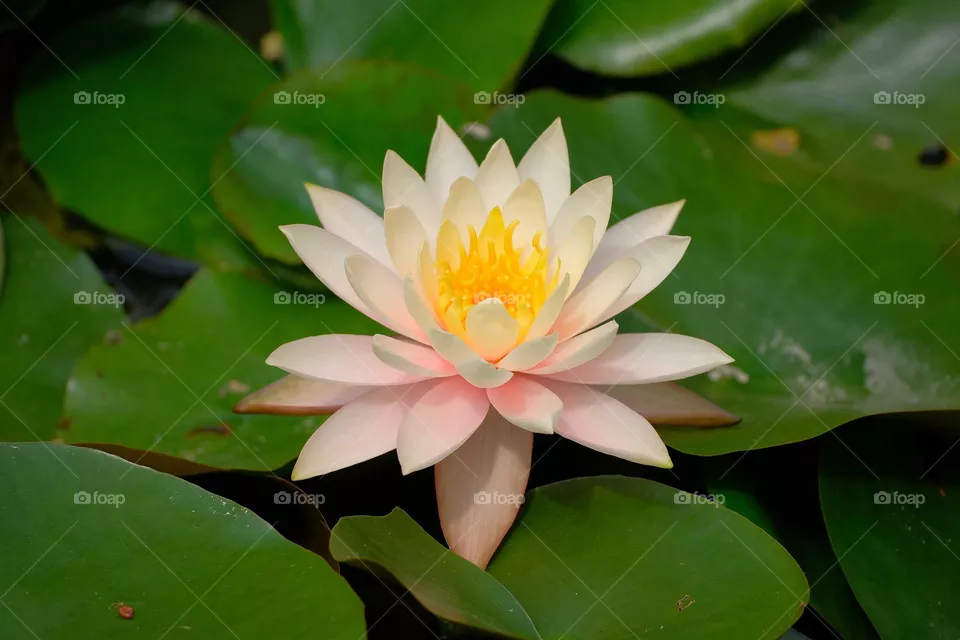 flower on the water