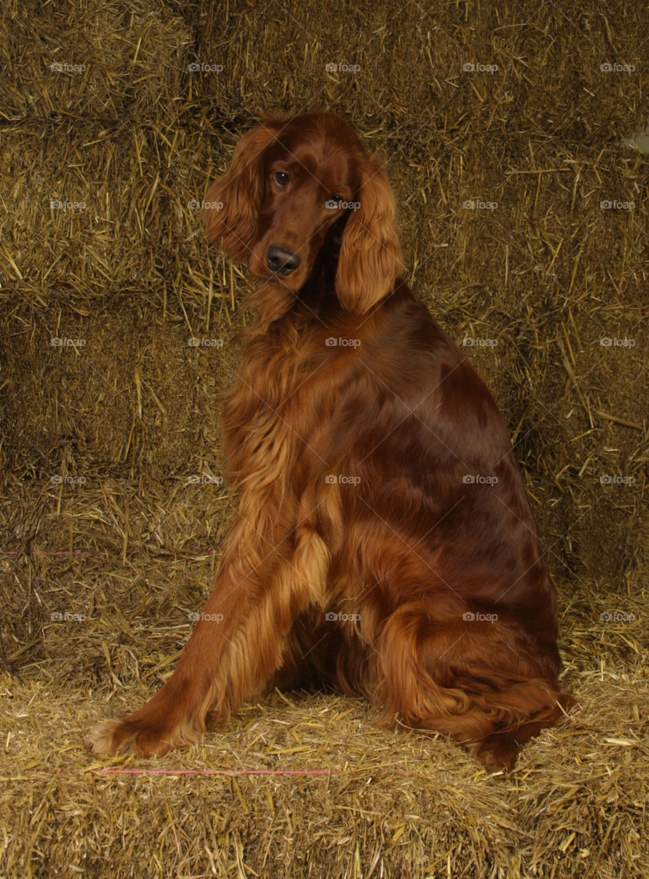 Irish red setter side profile