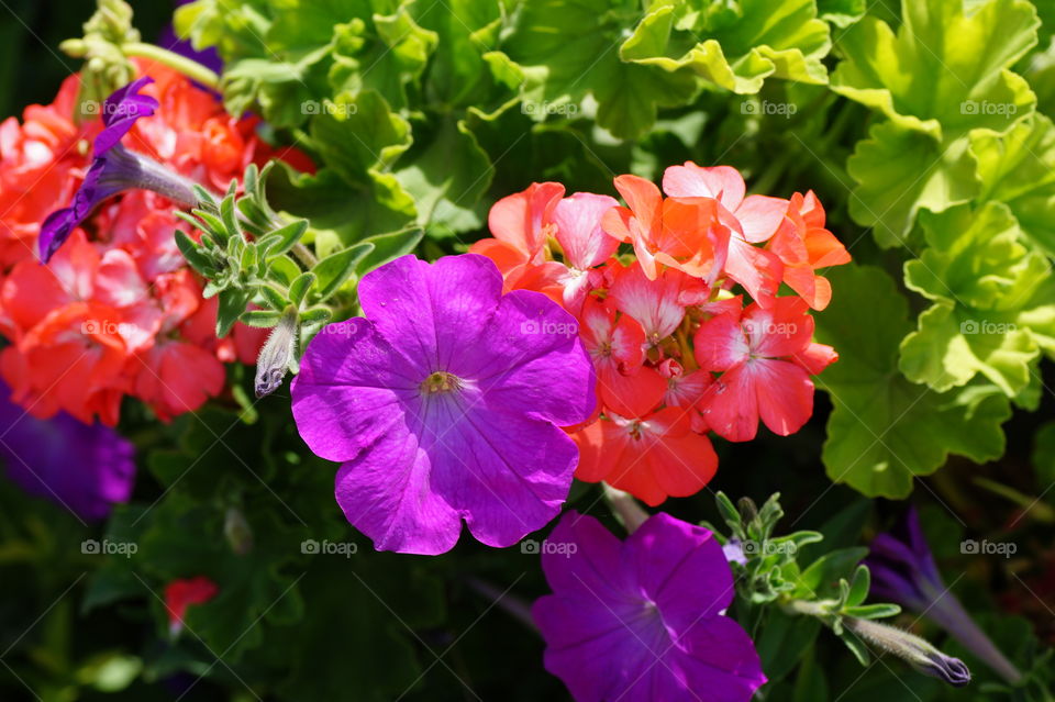 nice color of flowers