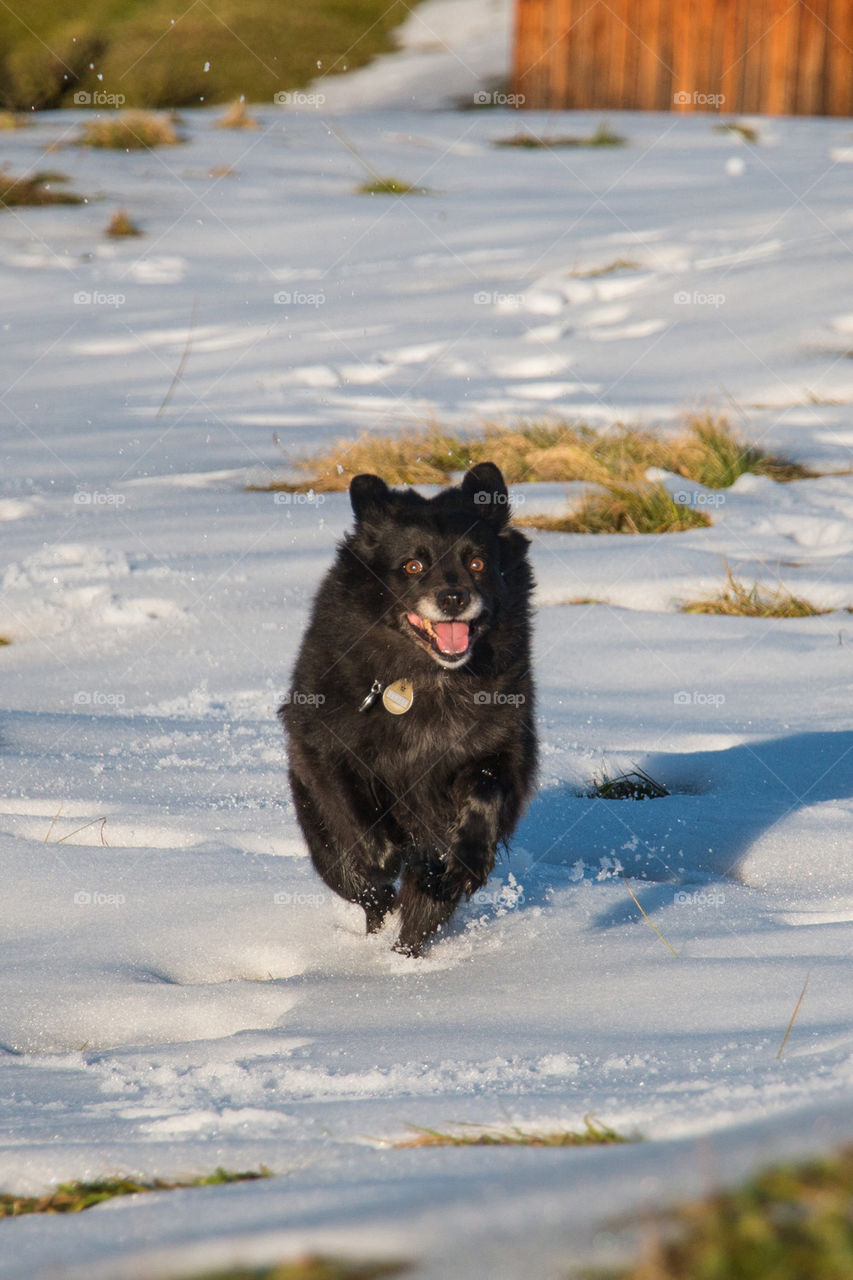 Dog running in snow 