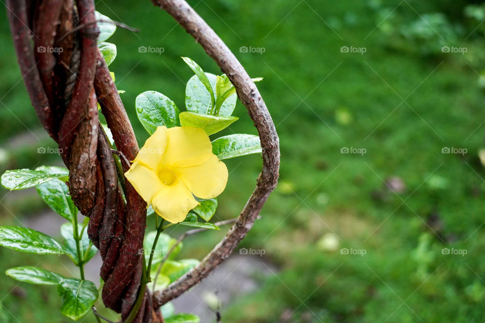 Portraits of a plant 