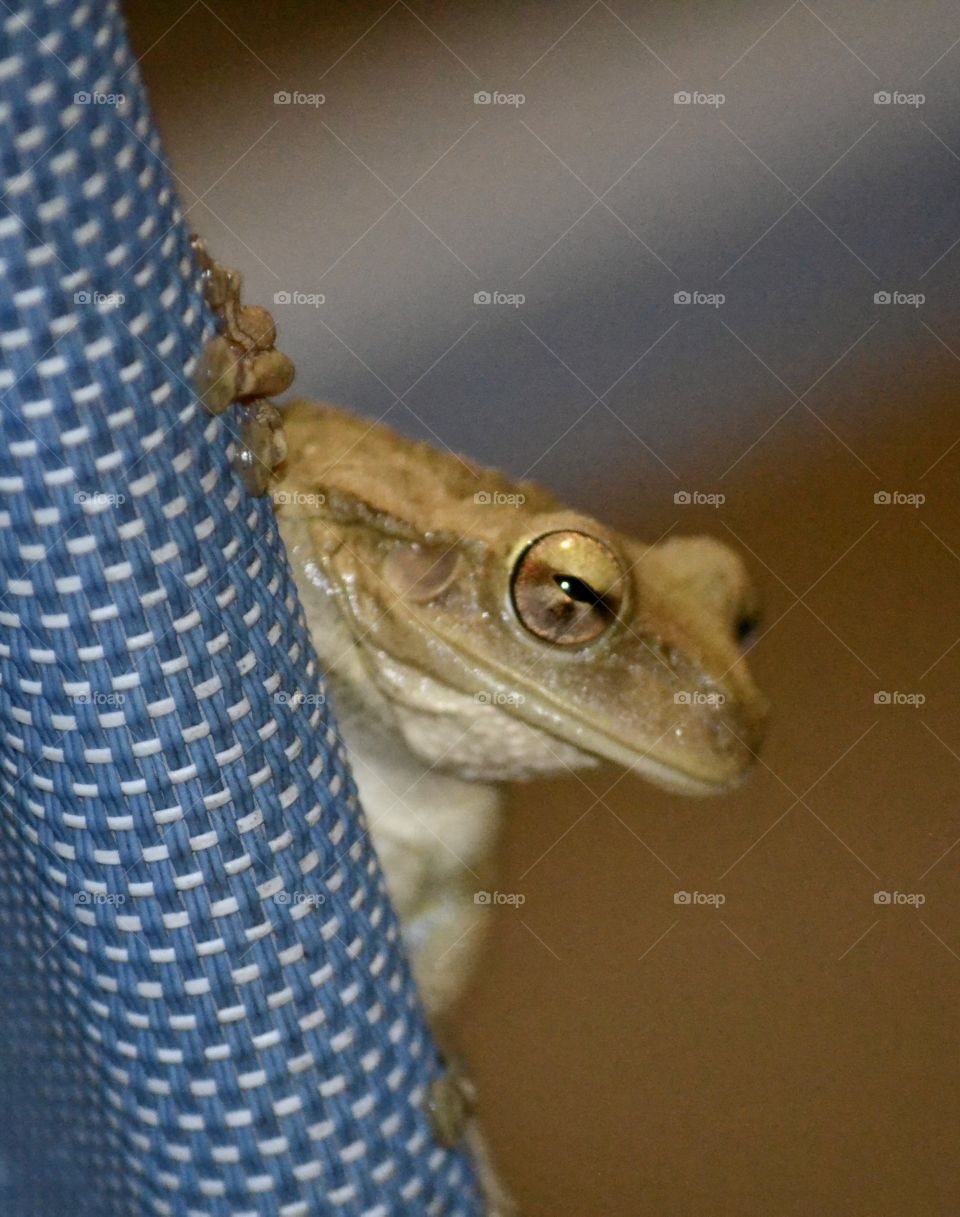 The head of a frog peering from behind a blue chair