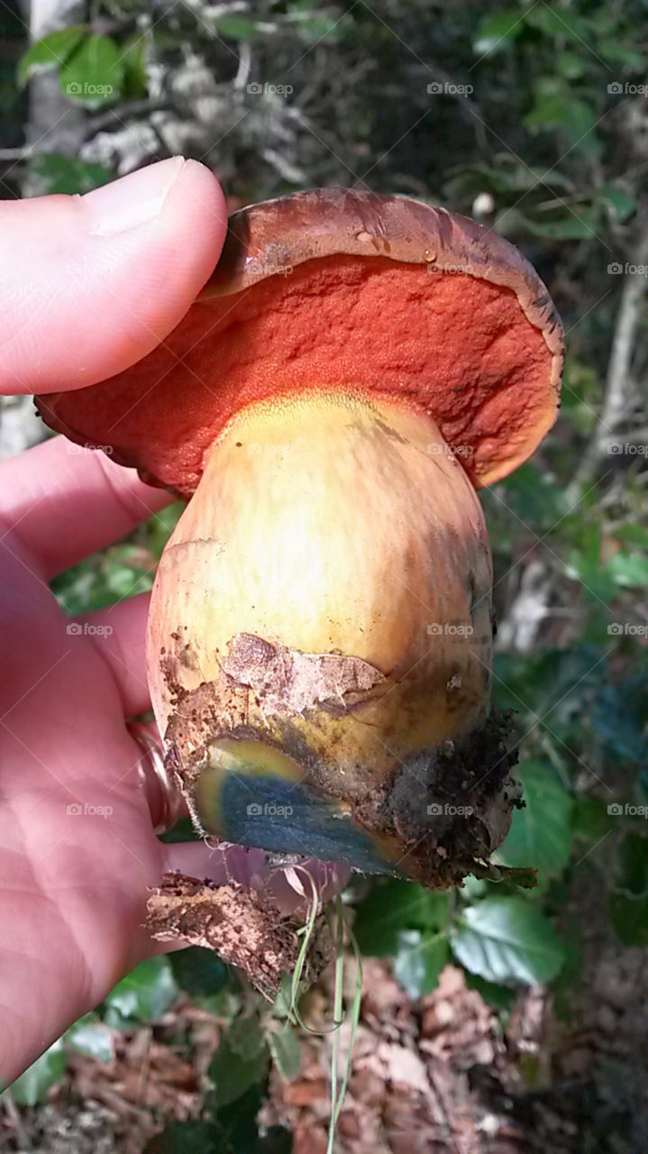 mushroom in the hand