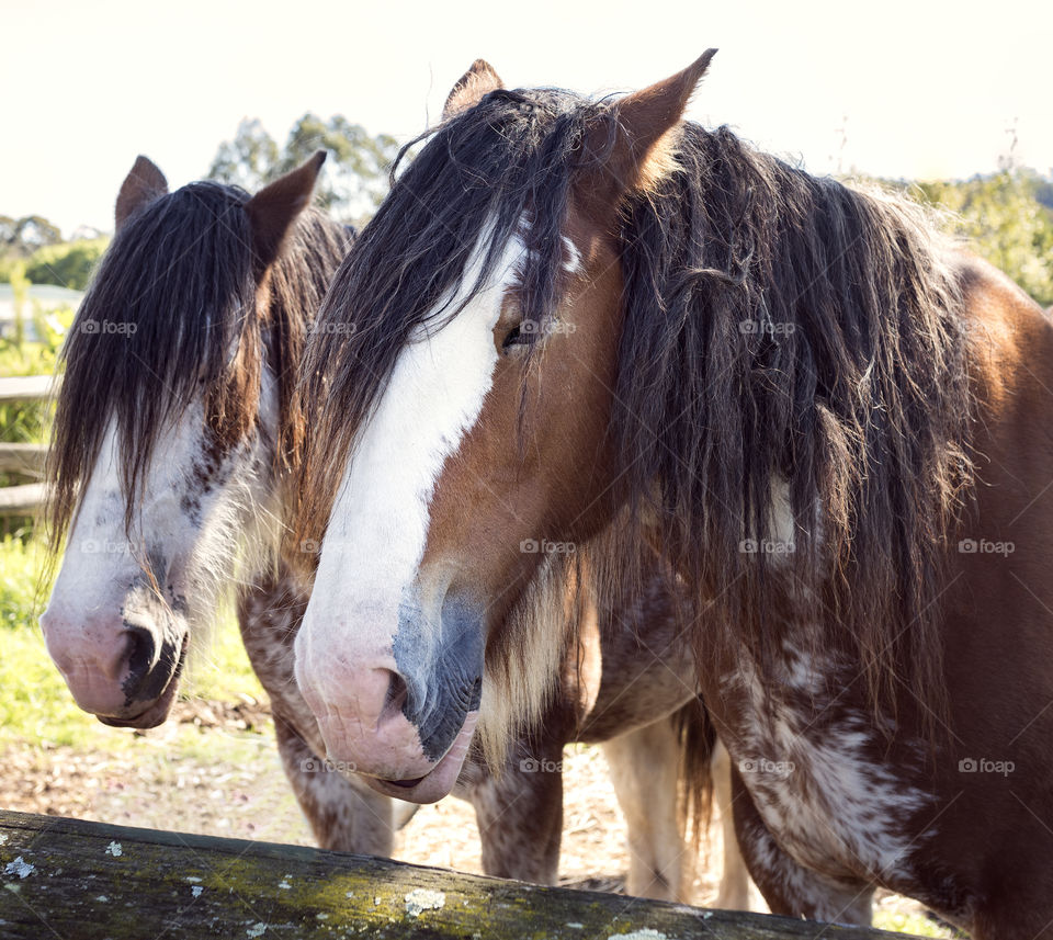 A portrait of two old brown draught horses.