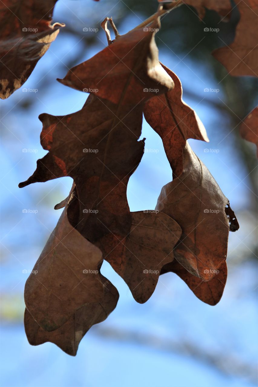 winter leaves under blue skies.