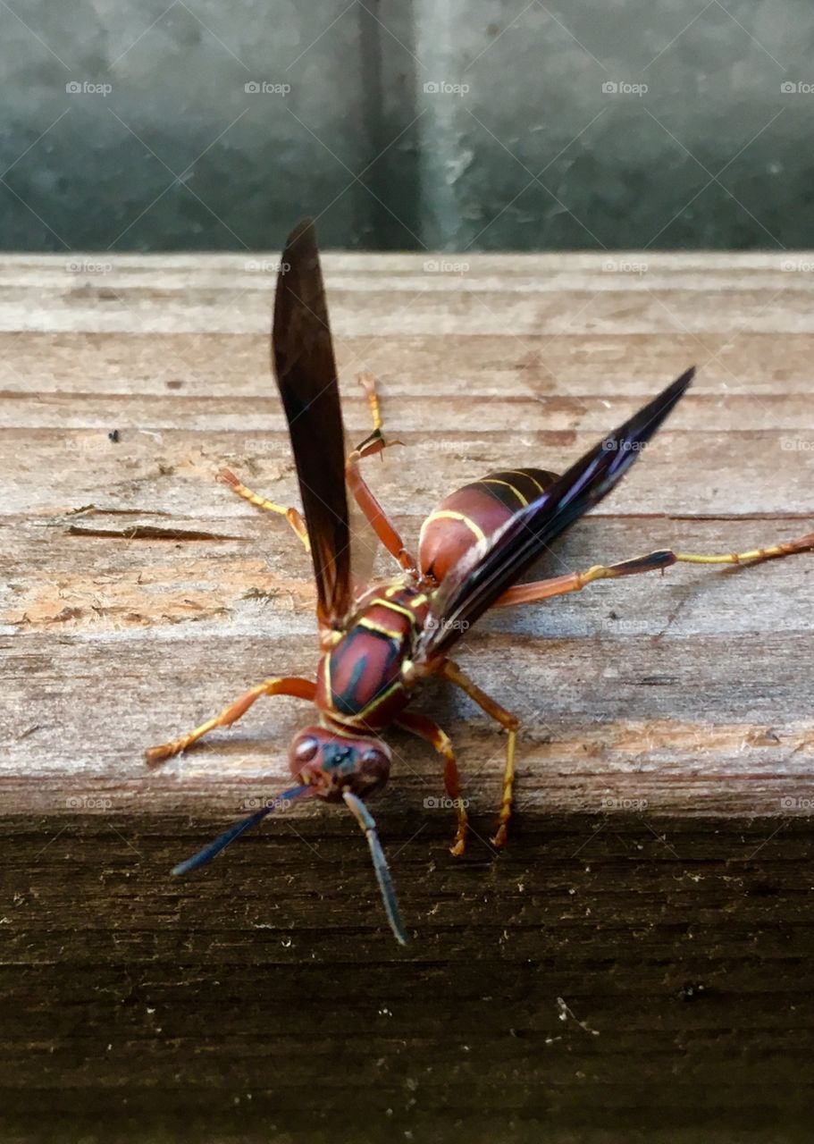 Paper wasp moving slow in January 