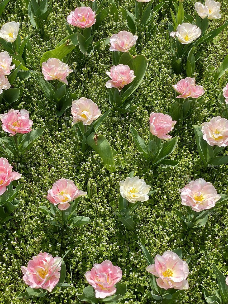 A garden bed full of pink and white tulips