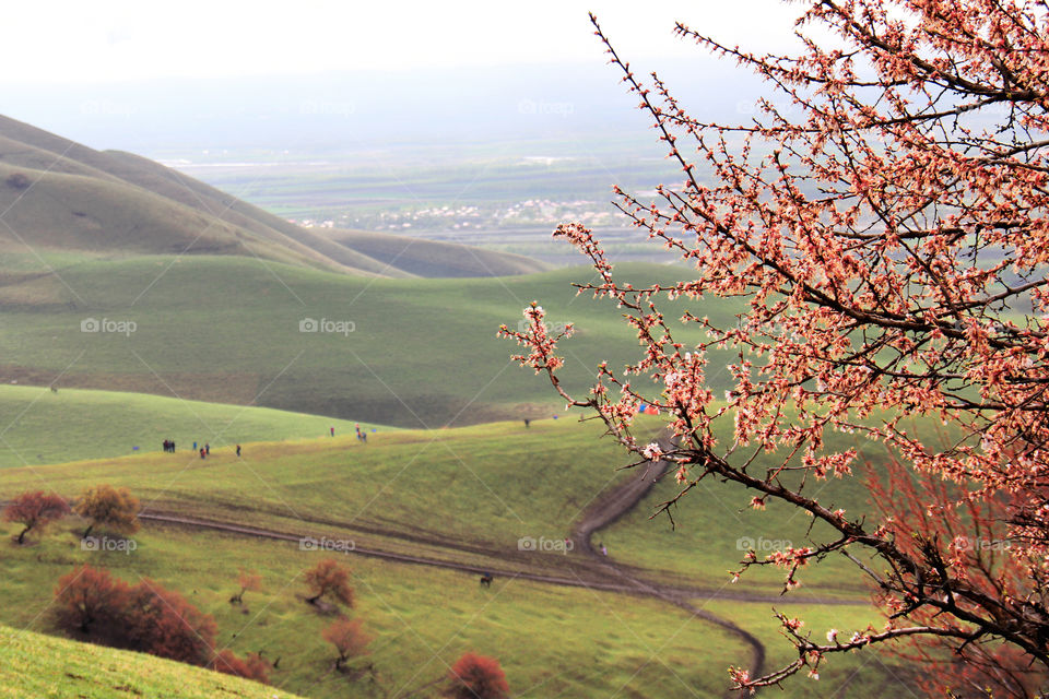 the spring in Yili ，China