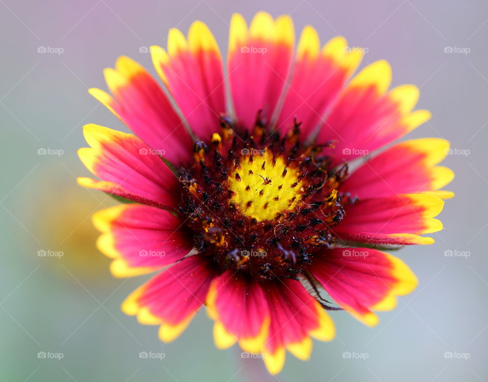 Red and yellow Spring flower just bloomed in Florida with warm weather. 