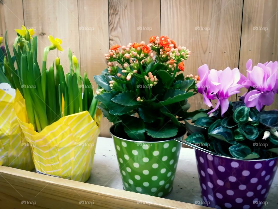 Color love small flowering plants in purple green yellow orange polka-dot pots