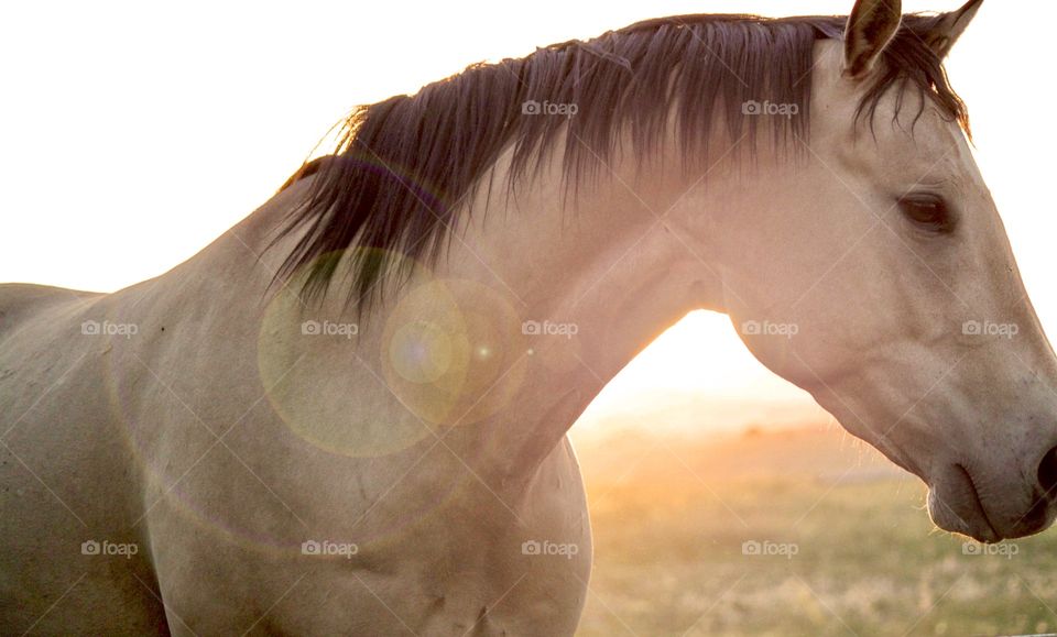 Close-up of white horse