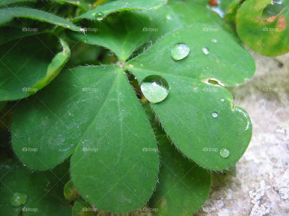 Water drops