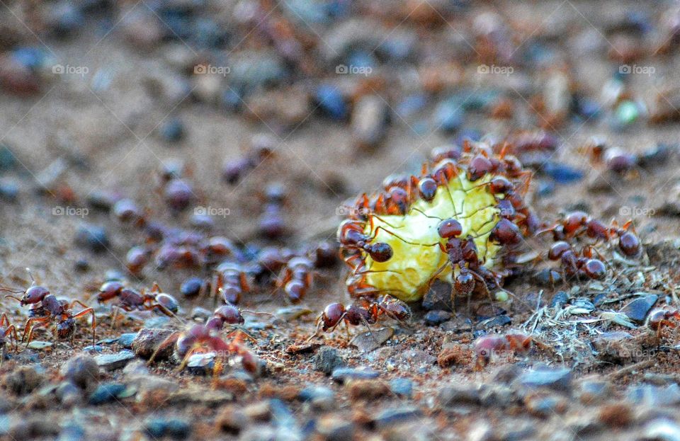 Hard working harvester ants. 