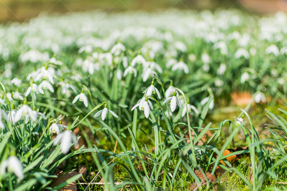 Snowdrop fields