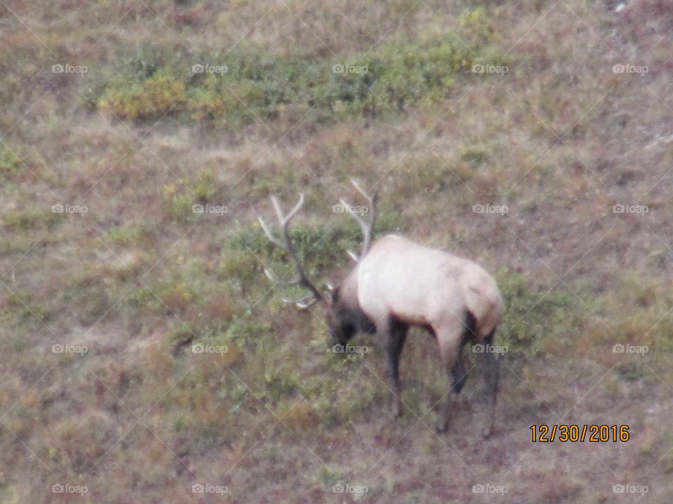 elk from Rocky mountain national Park