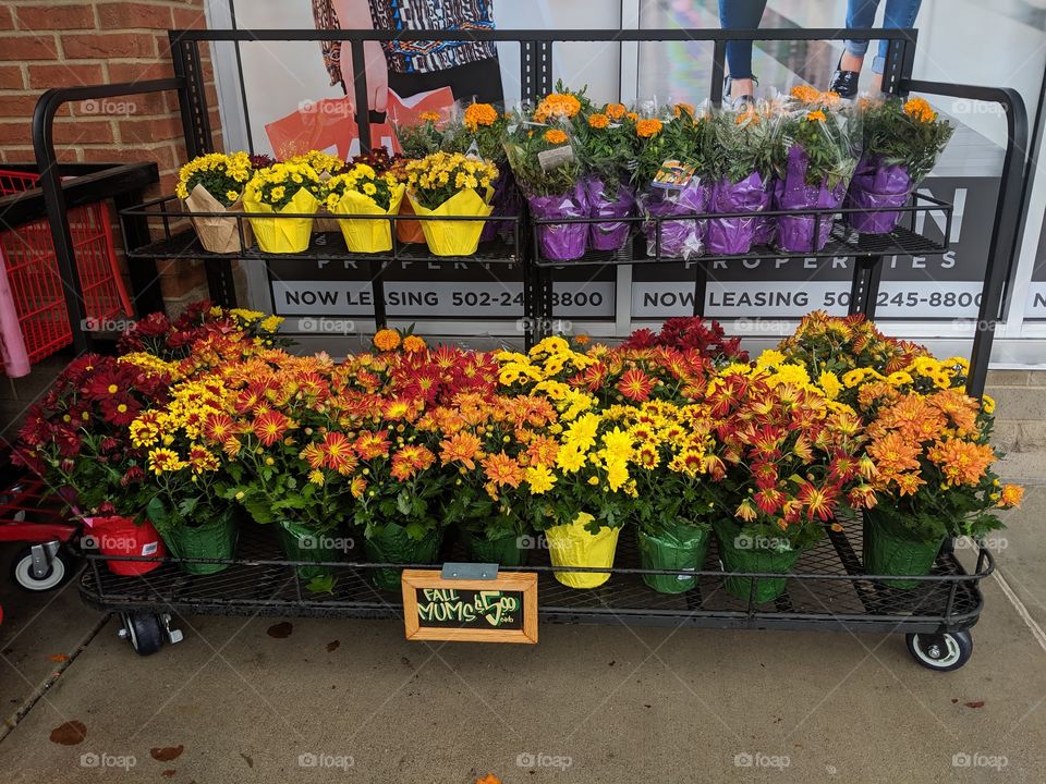 Fall Mums
